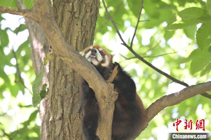 西安秦嶺野生動物園里的小熊貓?！∥靼睬貛X野生動物園供圖